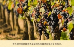 重慶紅酒網-智利葡萄酒科金博大區Coquimbo Regions