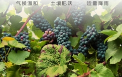 重慶品酒師培訓(xùn) WSET葡萄酒專業(yè)培訓(xùn)機(jī)構(gòu)學(xué)校