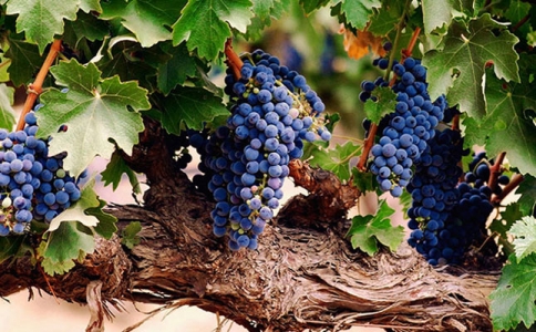 重慶紅酒批發(fā)市場萬葡酒業(yè)11月葡萄酒下午茶品酒會(huì)